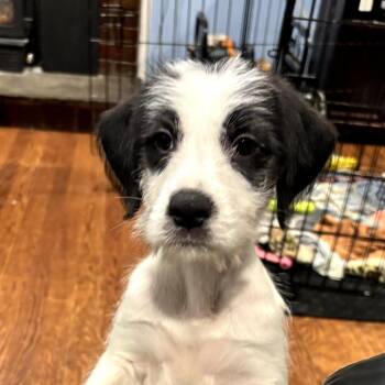 Poodle and Mixed Breed Dogs Available for Adoption in Stormville, New York - CT Honor Avail May 31 | PetCurious