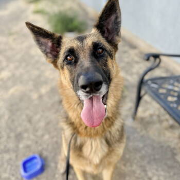 Rescue German Shepherd Dog Dogs for Adoption in Oakland, California - Plantain | PetCurious