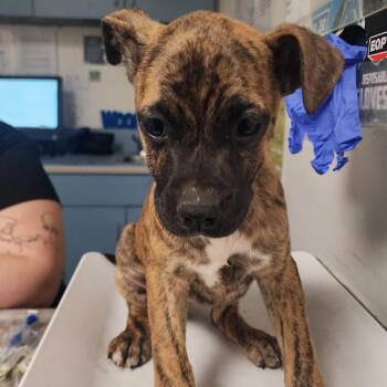 Mixed Breed Dogs Available for Adoption in Charleston, West Virginia - Stunning | PetCurious