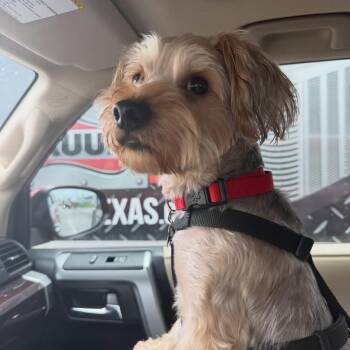 Yorkshire Terrier and Miniature Schnauzer Dogs Available for Adoption in Humble, Texas - Lollipop | PetCurious