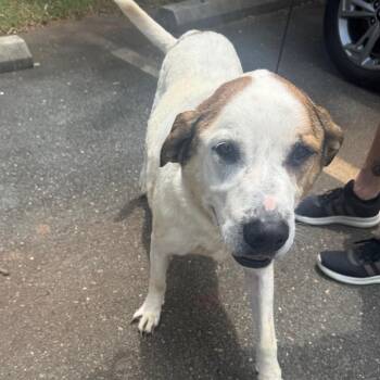 Rain -  Mixed Breed Dog for Adoption in Winston-salem, North Carolina - Rain | PetCurious