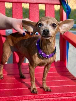 Rescue Chihuahua and Mixed Breed Dogs for Adoption in Carrollton, Texas - Baby Girl | PetCurious