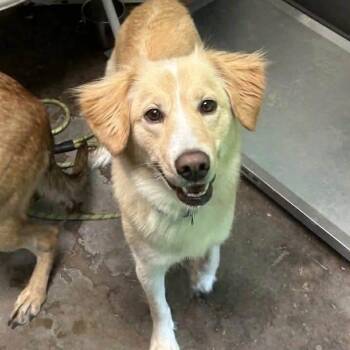 Maps in NH Come Meet our Adoptable Dogs Wednesday-Saturday. More -  Retriever and Golden Retriever Dog for Adoption in Manchester, New Hampshire - Maps In NH Come Meet Our Adoptable Dogs Wednesday-Saturday. More | PetCurious