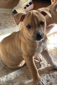 Mixed Breed Dogs Available for Adoption - Jazz | PetCurious