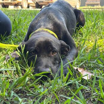 Clyde -  Labrador Retriever Dog for Adoption in Clanton, Alabama - Clyde | PetCurious
