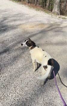Feist Dogs Available for Adoption in Frenchburg, Kentucky - Pretty Girl Penny | PetCurious