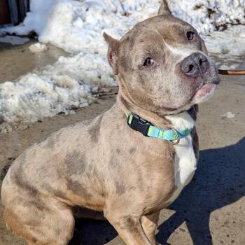 Pit Bull Terrier Dogs Available for Adoption - Hedwig | PetCurious