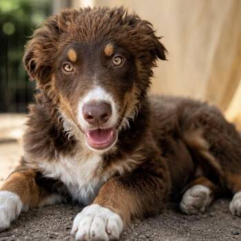 KC -  Australian Shepherd Dog for Adoption in Phoenix, Arizona - KC | PetCurious