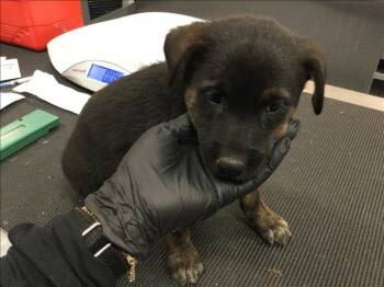 A1922142 -  Rottweiler and Mixed Breed Dog for Adoption in Thousand Palms, California - A1922142 | PetCurious