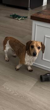 Milo -  Dachshund Dog for Adoption in Garland, Texas - Milo | PetCurious
