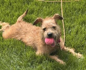 Terrier and Irish Terrier Dogs Available for Adoption in Chicago, Illinois - ADORABLE ZOEY - "ALL TERRIER, ALL THE TIME"! | PetCurious