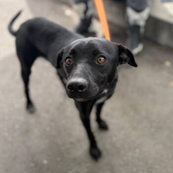 Moose -  Terrier Dog for Adoption in Chico, California - Moose | PetCurious
