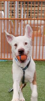 Rescue Pit Bull Terrier and Boxer Dogs for Adoption in Las Vegas, Nevada - TAMATAO | PetCurious