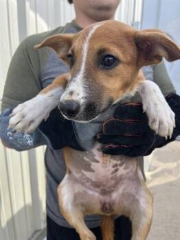 MAGGIE -  Australian Cattle Dog Blue Heeler and Mixed Breed Dog for Adoption in Killeen, Texas - MAGGIE | PetCurious