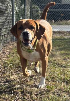 Rescue Mixed Breed Dogs for Adoption in Ocala, Florida - Bruno Mars | PetCurious