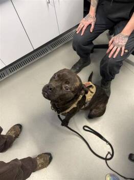 Mixed Breed Dogs Available for Adoption in West Chester, Pennsylvania - Audrey | PetCurious