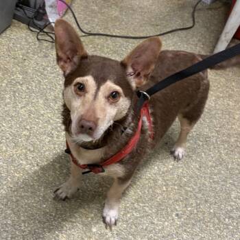 IVHS-Stray-140386 -  Terrier and Cattle Dog Dog for Adoption in San Gabriel, California - IVHS-Stray-140386 | PetCurious