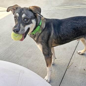 Wyatt -  Mixed Breed Dog for Adoption in Hailey, Idaho - Wyatt | PetCurious