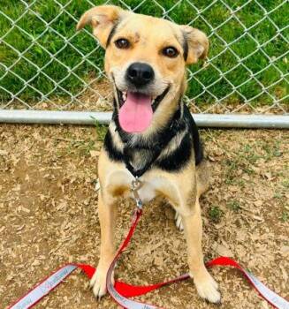 Betty -  Mixed Breed Dog for Adoption in West Chester, Pennsylvania - Betty | PetCurious