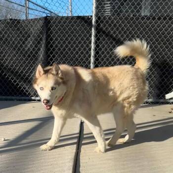 Sugar -  Mixed Breed Dog for Adoption in Dearborn, Michigan - Sugar | PetCurious