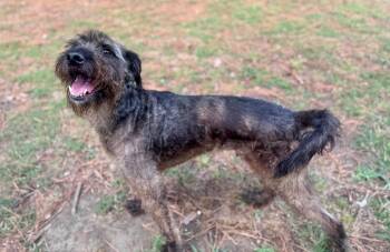 Sir Henry -  Hound Dog for Adoption in Little Rock, Arkansas - Sir Henry | PetCurious