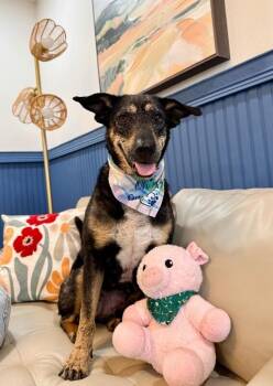 German Shepherd Dog and Labrador Retriever Dogs Available for Adoption - Raya Everly The Love Story That Grows | PetCurious