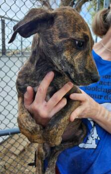 Great Dane and Mixed Breed Dogs Available for Adoption in Severance, Colorado - Josephine | PetCurious