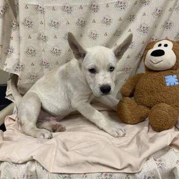 A614660 -  Siberian Husky and Mixed Breed Dog for Adoption in Modesto, California - A614660 | PetCurious