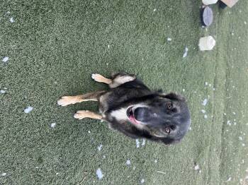 Rescue Australian Shepherd and German Shepherd Dog Dogs for Adoption in Blanchard, Oklahoma - Snotlout | PetCurious