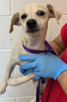 MACARONI -  Chihuahua Dog for Adoption in San Bernardino, California - MACARONI | PetCurious