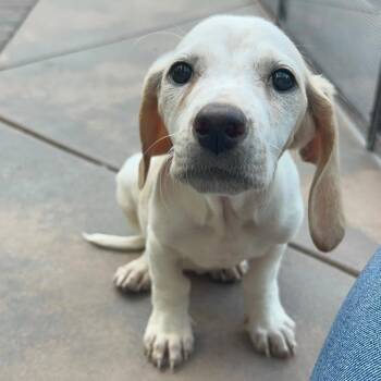 Ivy - Costa Mesa Location*Available 6/6* -  Basset Hound and Mixed Breed Dog for Adoption in Chino Hills, California - Ivy - Costa Mesa Location*Available 6/6* | PetCurious