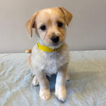 IVHS-Stray-144092 -  Terrier Dog for Adoption in San Gabriel, California - IVHS-Stray-144092 | PetCurious