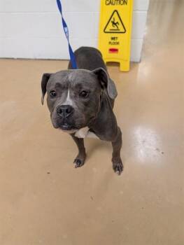 GREEDDII -  Pit Bull Terrier and Mixed Breed Dog for Adoption in Minneapolis, Minnesota - GREEDDII | PetCurious