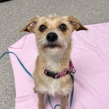 Adam -  Chihuahua and Terrier Dog for Adoption in Wheaton, Illinois - Adam | PetCurious