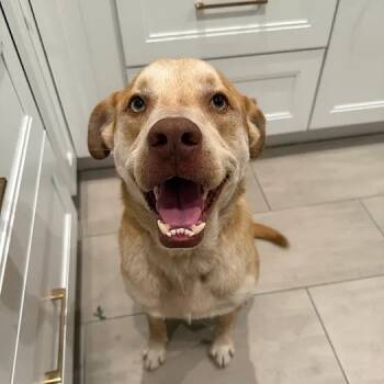 Rescue Labrador Retriever and Mixed Breed Dogs for Adoption in Boerne, Texas - Marshall | PetCurious