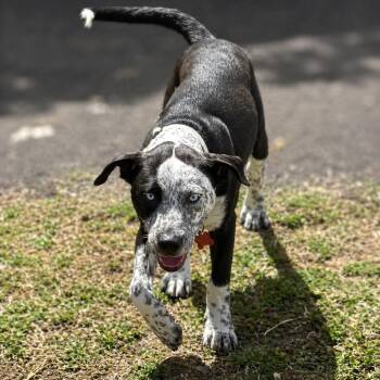 Catahoula Leopard Dog and Australian Cattle Dog Blue Heeler Dogs Available for Adoption in Houston, Texas - Arlo (Kid & Family Friendly, Playful, Blue-eyed Puppy) | PetCurious