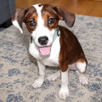 Drake -  Beagle and Collie Dog for Adoption in Erie, Pennsylvania - Drake | PetCurious