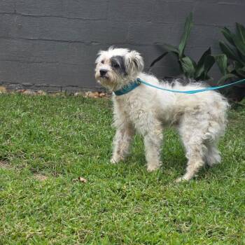 Amazon -  Maltese Dog for Adoption in Clanton, Alabama - Amazon | PetCurious