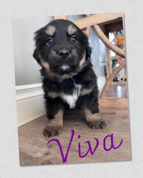 Mixed Breed Dogs Available for Adoption - Viva | PetCurious