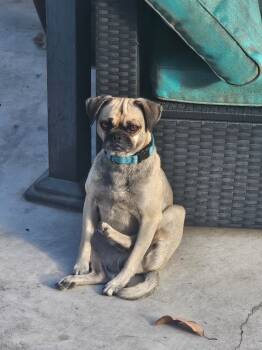 Rescue Pug and Chihuahua Dogs for Adoption in Gardena, California - Chico | PetCurious