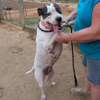 Dotty -  Terrier and Catahoula Leopard Dog Dog for Adoption in Tishomingo, Oklahoma - Dotty | PetCurious
