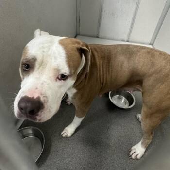 Athena -  Pit Bull Terrier Dog for Adoption in Des Moines, Iowa - Athena | PetCurious