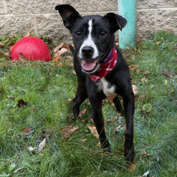 Rescue Terrier and Mixed Breed Dogs for Adoption in Voorhees Township, New Jersey - Cookie | PetCurious