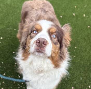 Kimber -  Australian Shepherd Dog for Adoption in Golden, Colorado - Kimber | PetCurious
