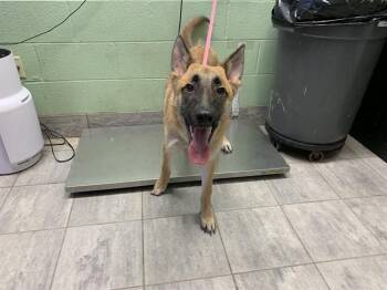 RICK -  German Shepherd Dog and Mixed Breed Dog for Adoption in Grand Prairie, Texas - RICK | PetCurious