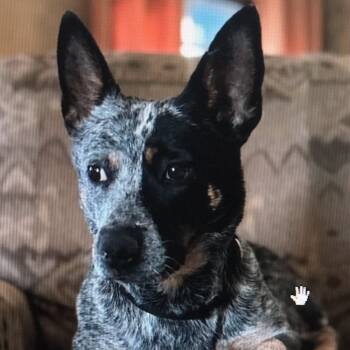 Australian Cattle Dog Blue Heeler Dogs Available for Adoption in Burbank, California - Bella | PetCurious
