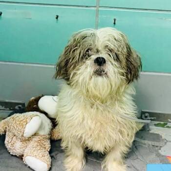Fluff -  Shih Tzu Dog for Adoption in Houston, Texas - Fluff | PetCurious