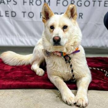 Aphrodite (20260610-06) -  Akita Dog for Adoption in Niagara Falls, Ontario - Aphrodite (20260610-06) | PetCurious