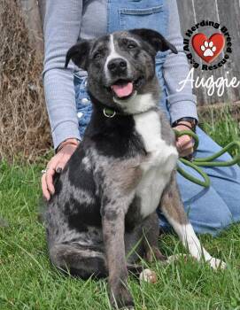 Australian Shepherd and Catahoula Leopard Dog Dogs Available for Adoption in Joliet, Illinois - Auggie | PetCurious