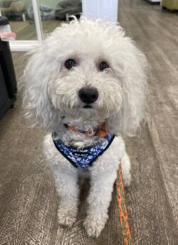 Poodle Dogs Available for Adoption in Lake Forest, California - Milo The Poodle | PetCurious